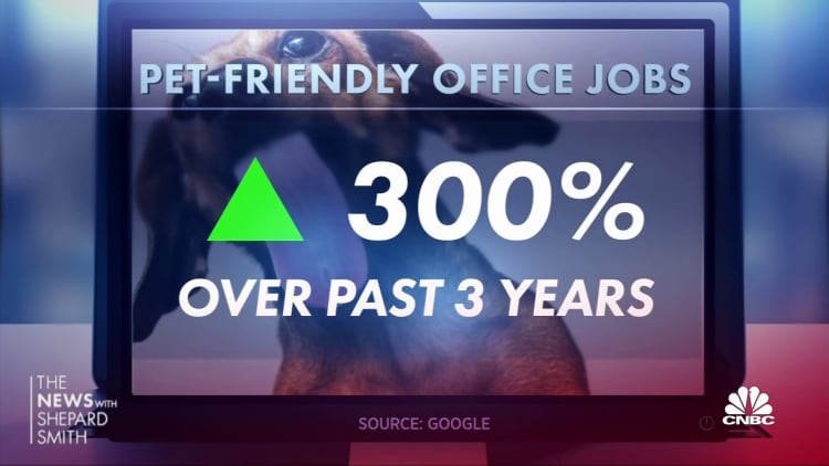 Companies change policy to allow pets in the office