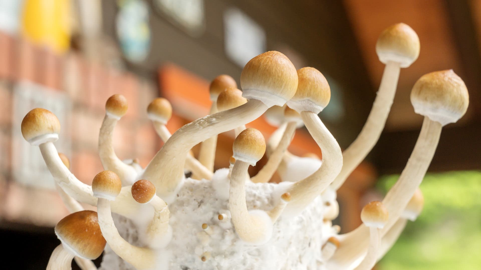 Magic mushroom compound psilocybin can help treat depression, study finds