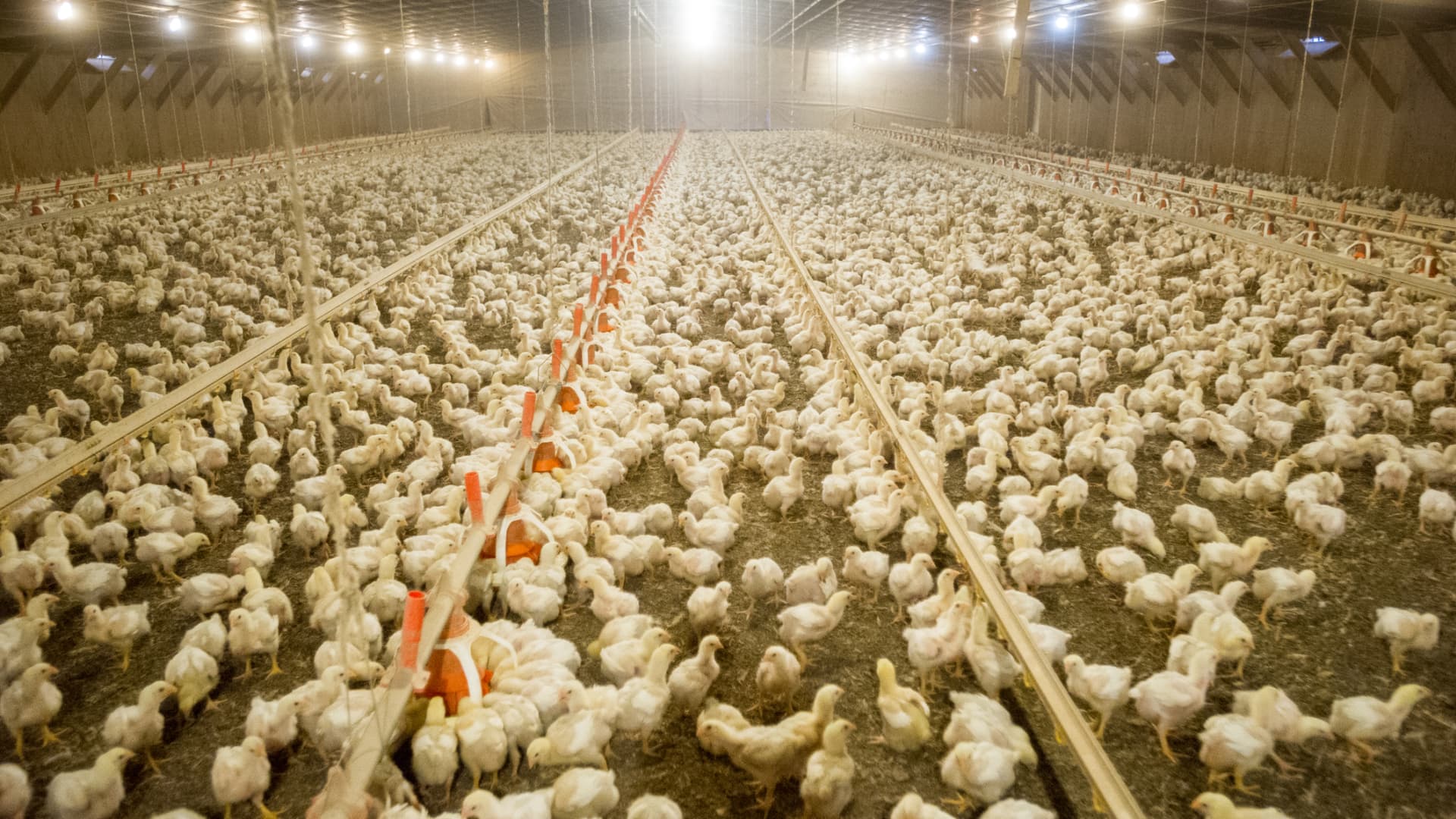 Flock of broiler chickens inside a poultry house.