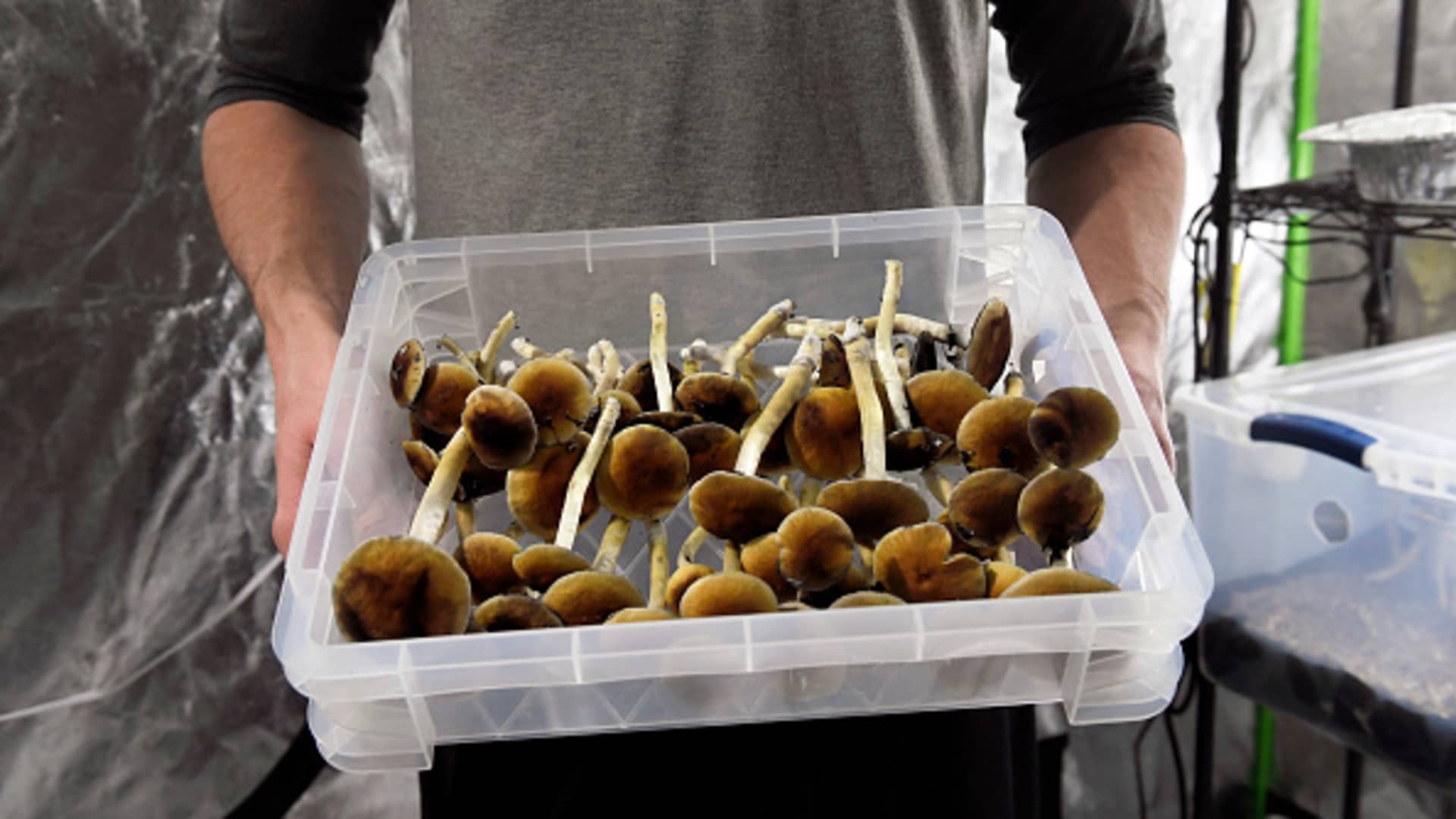Colorado just legalized ‘magic mushrooms,’ an idea that’s growing nationwide