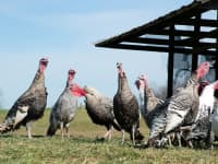 Heritage turkeys make rapid gurgling sound at Elmwood Stock Farm ahead of the Thanksgiving holiday in Georgetown, Kentucky, November 16, 2021.