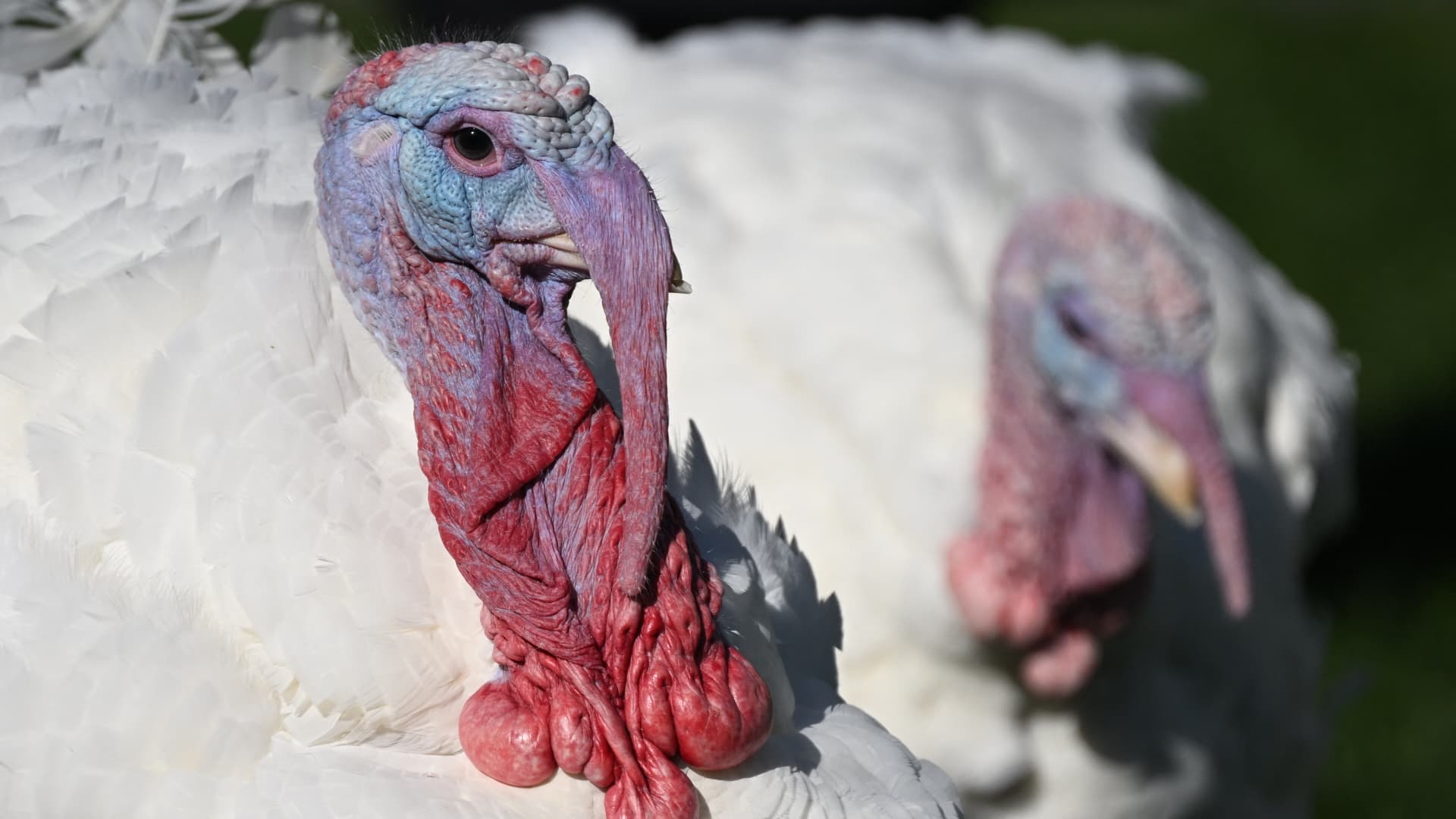 The two national Thanksgiving turkeys, Chocolate and Chip, are photographed on the South Lawn of the White House before a pardon ceremony in Washington, DC, on November 21, 2022.