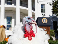 The National Thanksgiving Turkey stands on the South Lawn of the White House in Washington, U.S., November 21, 2022.