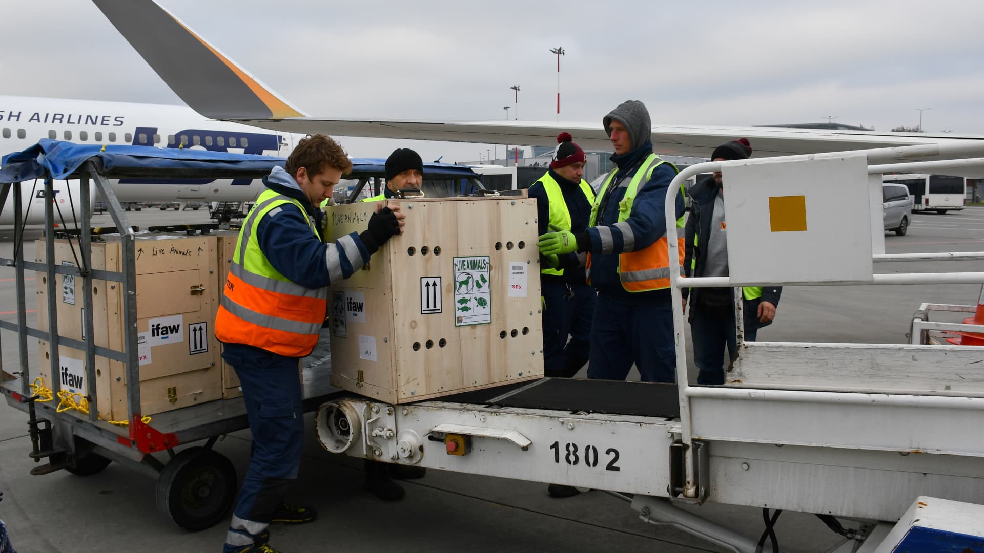 First-Class Rescue: Rescued Lion Cubs from Ukraine Fly to United States