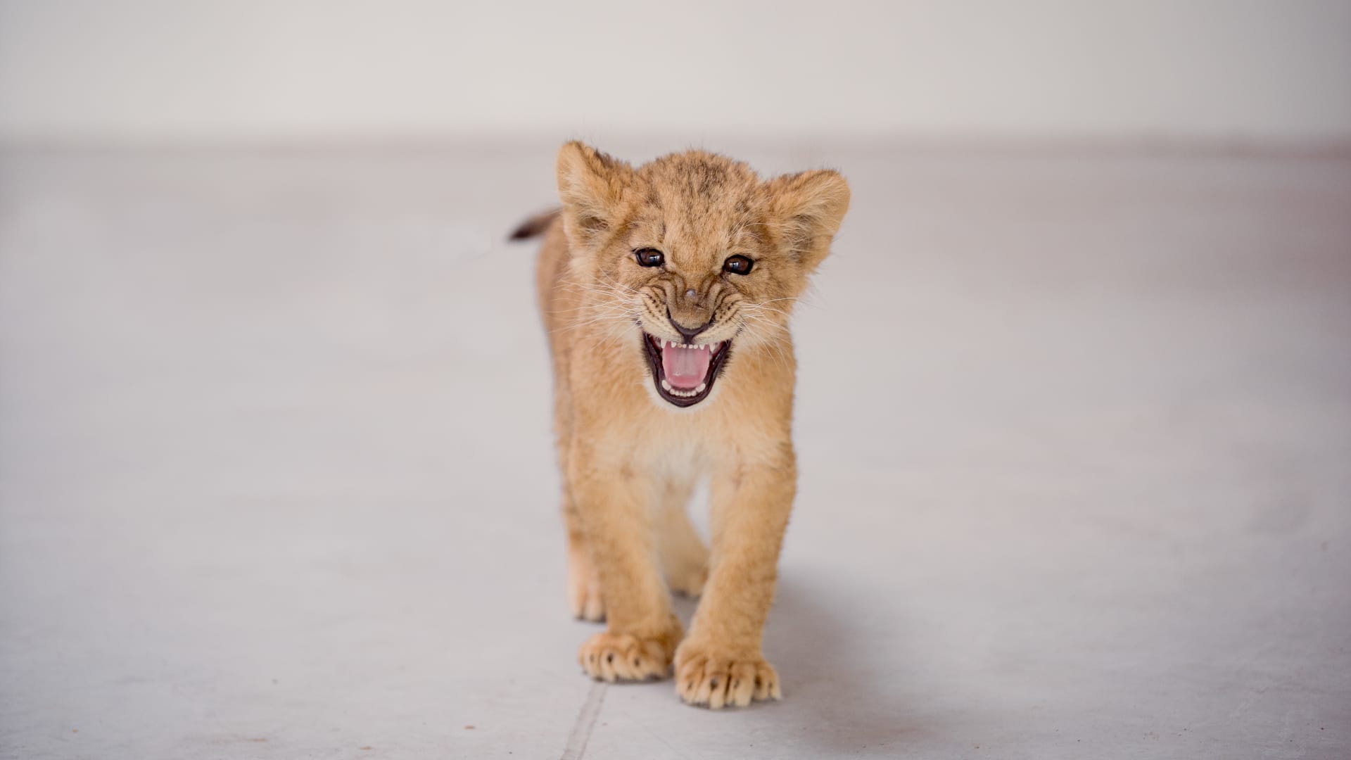 First-Class Rescue: Rescued Lion Cubs from Ukraine Fly to United States