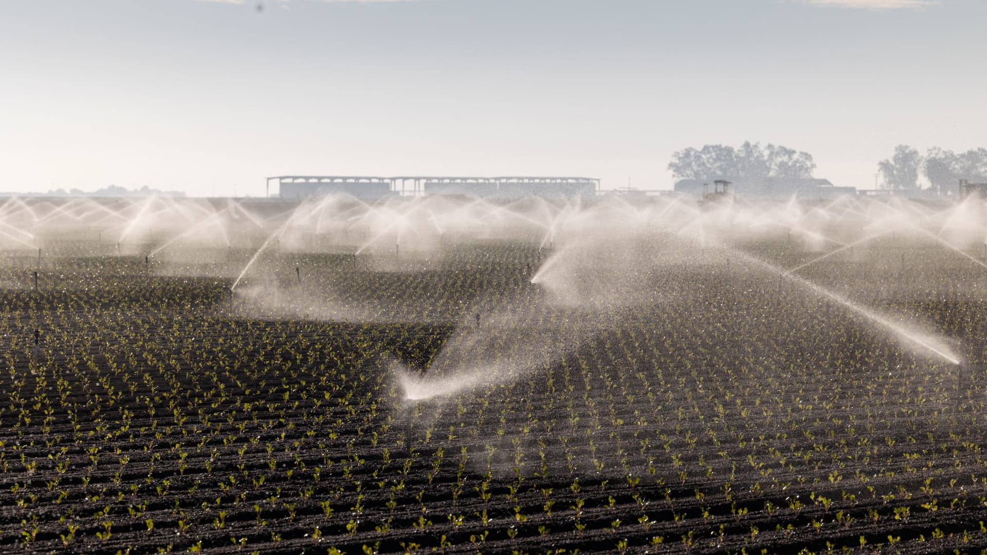 A field of spinach is irrigated with Colorado River water in Imperial Valley, California, December 5, 2022.