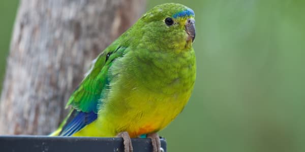 Planned wind farm told it will need to shut down for five months a year to protect parrots