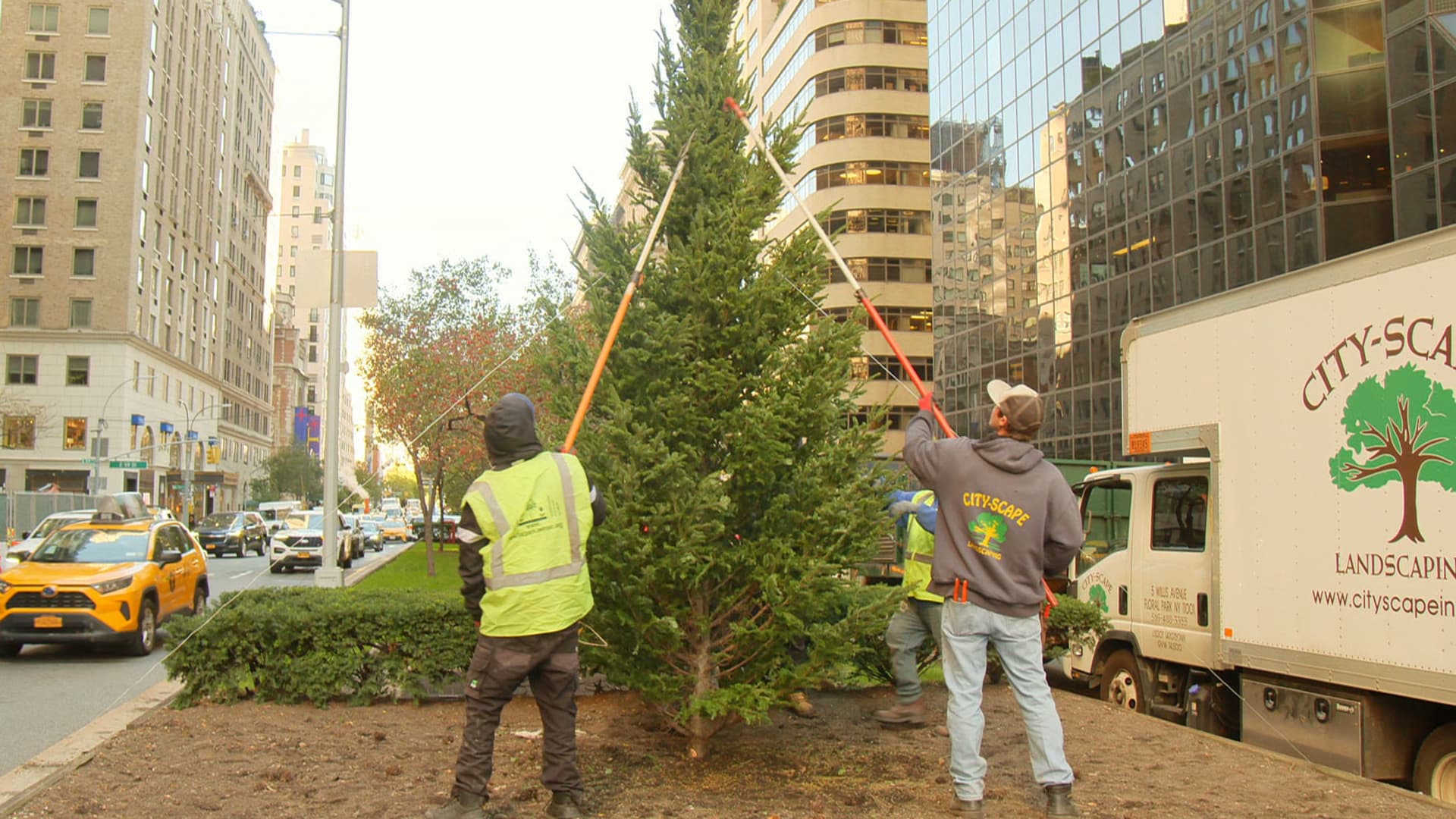 Christmas tress installed by City-Scape Landscaping on Park Avenue in New York.