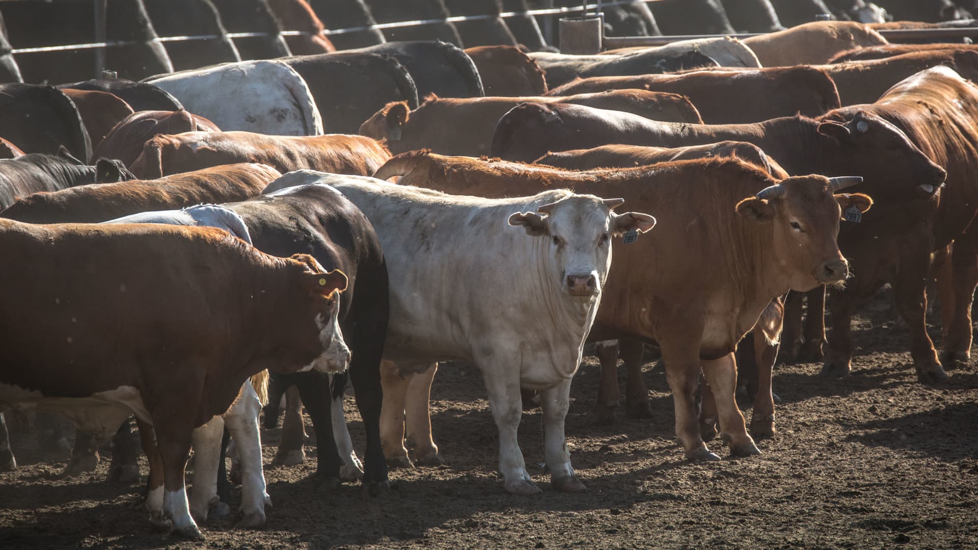 The Harris Cattle Ranch feedlot, located along Interstate 5, is the largest producer of beef in California and can produce 150 million pounds of beef a year as viewed on May 31, 2021, near Harris Ranch, California.