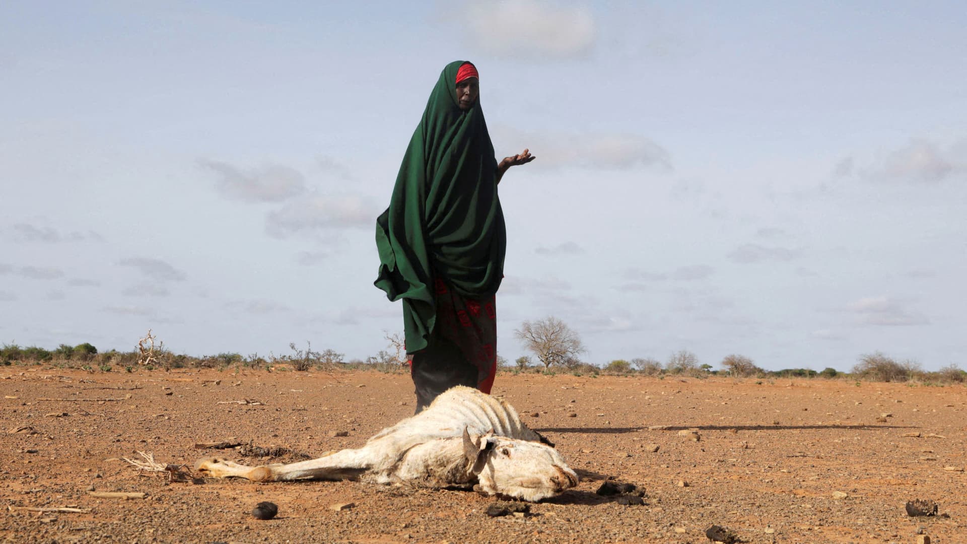 Internally displaced Somali woman Habiba Bile stands near the carcass of her dead livestock following severe droughts near Dollow, Gedo Region, Somalia, May 26, 2022.