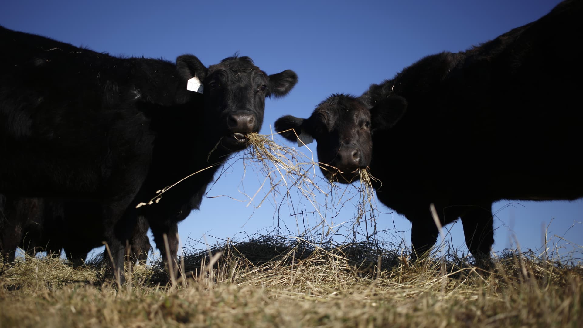 Black Angus cows at a farm in Pleasureville, Kentucky.