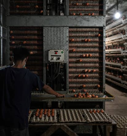 Malaysia's egg shortage sets Indian hatcheries on path for record exports
