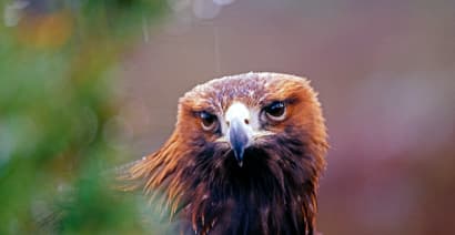Concerns over golden eagles are partly prompting the redesign of a UK wind farm
