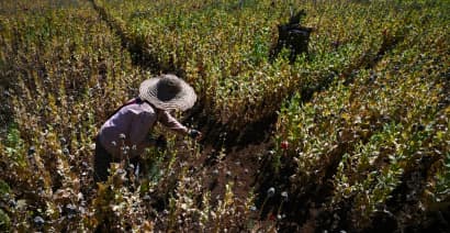UN says Myanmar opium cultivation has surged 33% amid violence