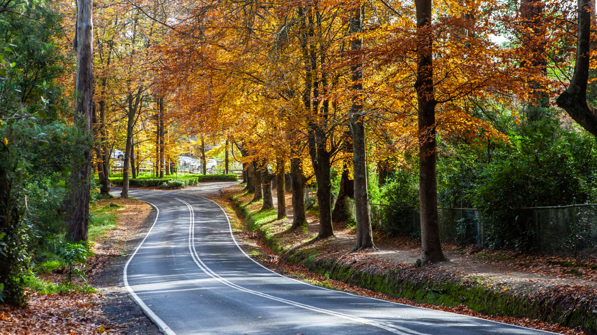 During the fall, visitors in the Dandenong Ranges can enjoy apple-picking and viewing the vibrant maple tree leaves.