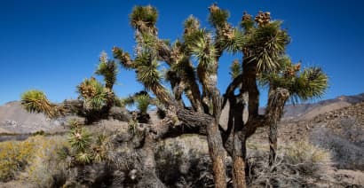 Newsom unveils bill to protect California's climate-threatened Joshua tree