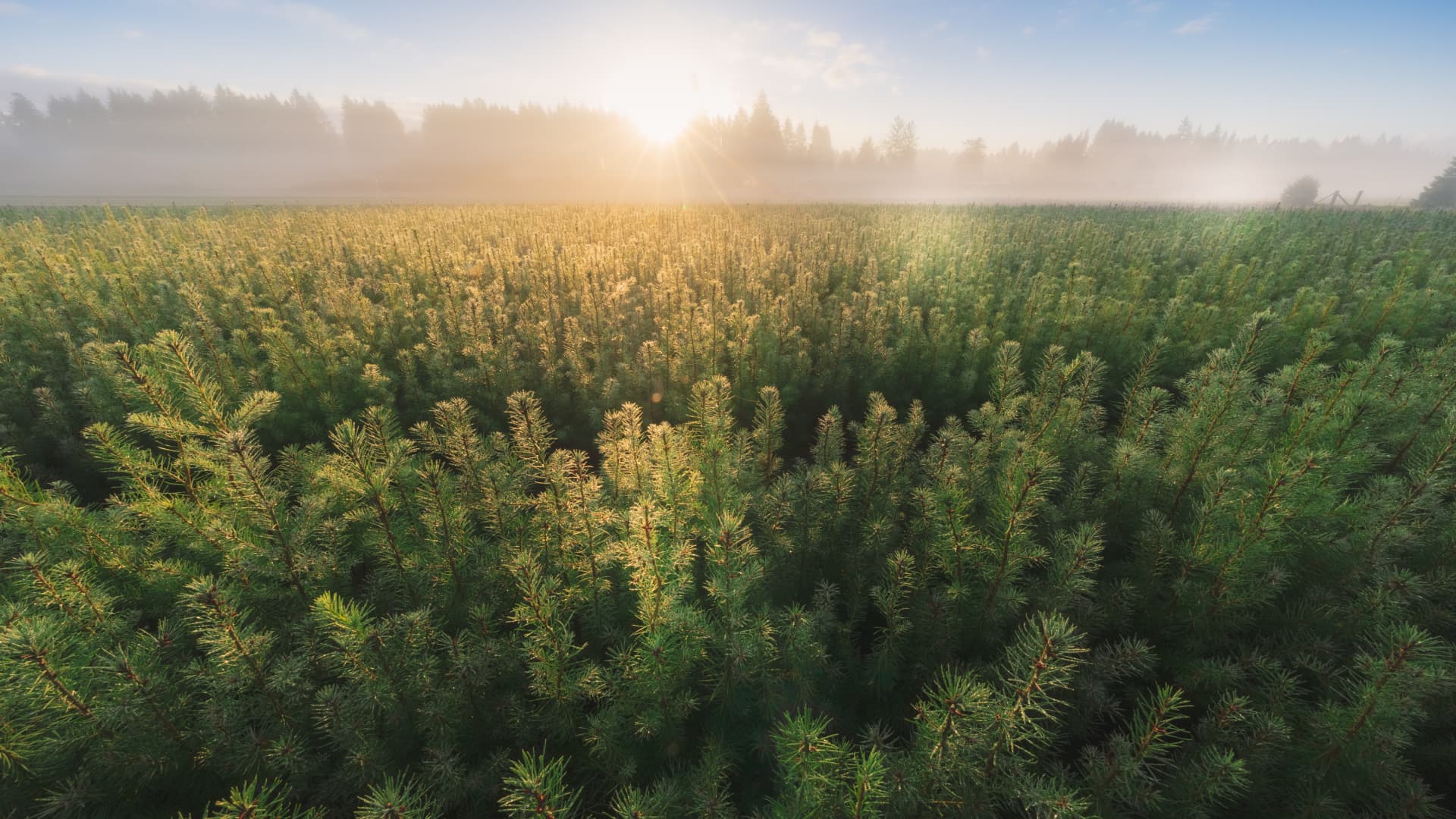 Mast Reforestation is using drones, nurseries and carbon offsets to revitalize land after wildfires