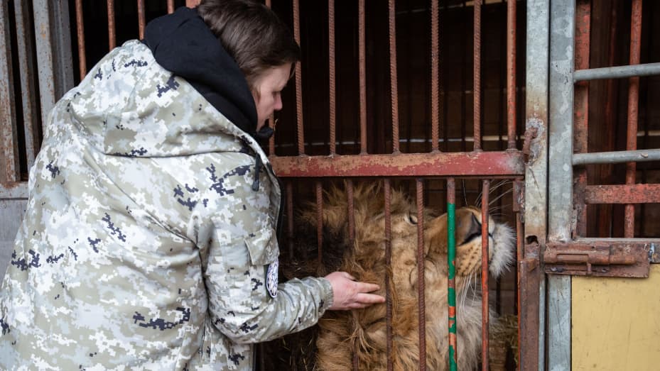 CHUBYNSKE, UKRAINE - MARCH 8: Natalia Popova pets a lion in the shelter for animals injured by the war, which she manages in Chubynske, Ukraine, on March 8, 2023. Natalia Popova, in collaboration with other volunteers, has already rescued hundreds of animals from the war. Many of them were wild animals kept as pets in private homes before their owners left due to Russian shelling and rockets. (Photo by Oleksii Chumachenko/Anadolu Agency via Getty Images)