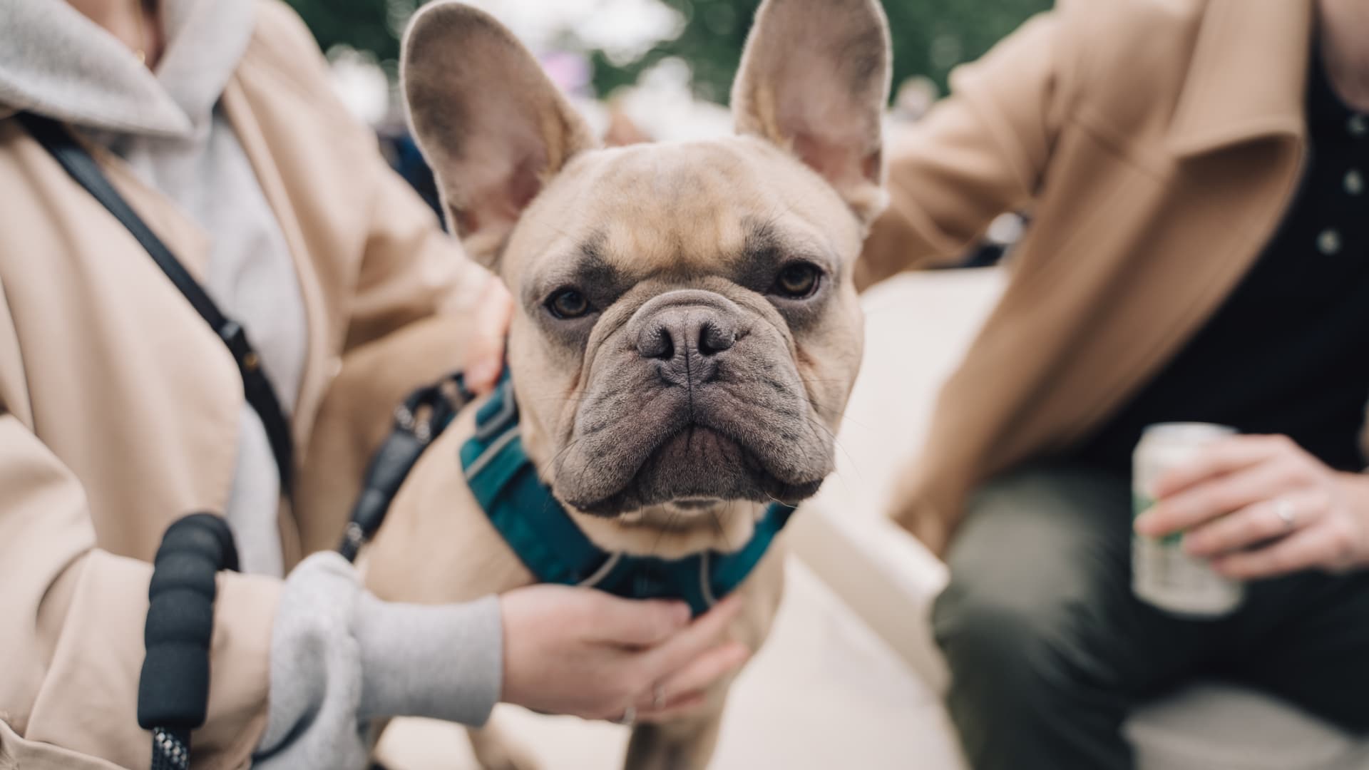 The French Bulldog is the No. 1 most popular dog breed in the U.S.