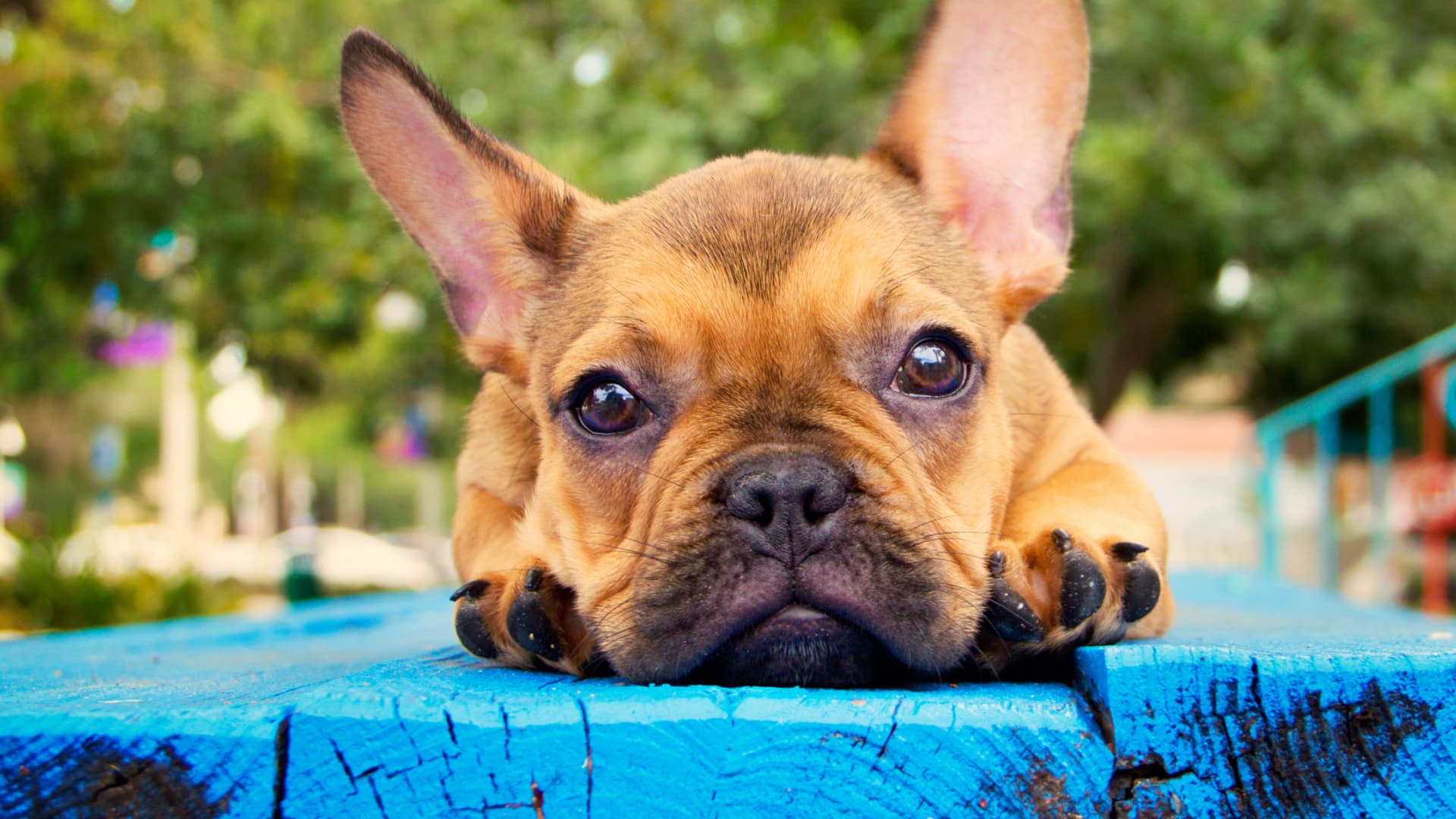 According to the American Kennel Club, French Bulldog registrations increased by over 1,000% from 2012 to 2022.