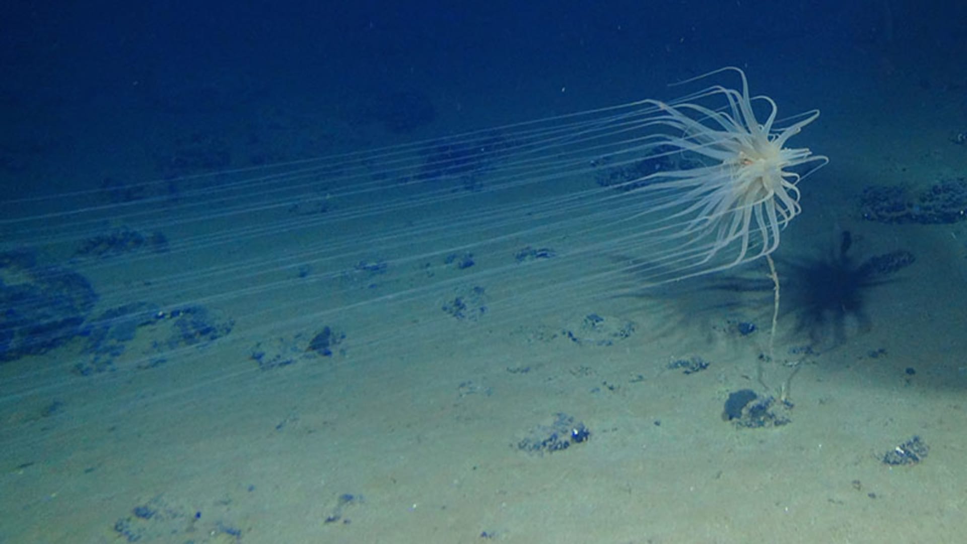 This image is of a new species from a new order of Cnidaria collected at 4,100 meters in the Clarion Clipperton Zone. This creature depends on sponge stalks attached to nodules to live. Photo courtesy the National Oceanic and Atmospheric Administration.