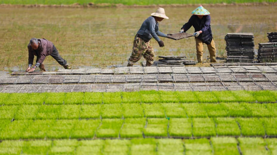 HANGZHOU, CHINA - APRIL 16 2023: Workers cultivate rice seedlings at an agricultural service station in Hangzhou in east China's Zhejiang province Sunday, April 16, 2023. (Photo credit should read / Feature China/Future Publishing via Getty Images)
