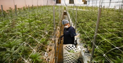 Cannabis companies Cresco, Columbia call off $2 billion merger