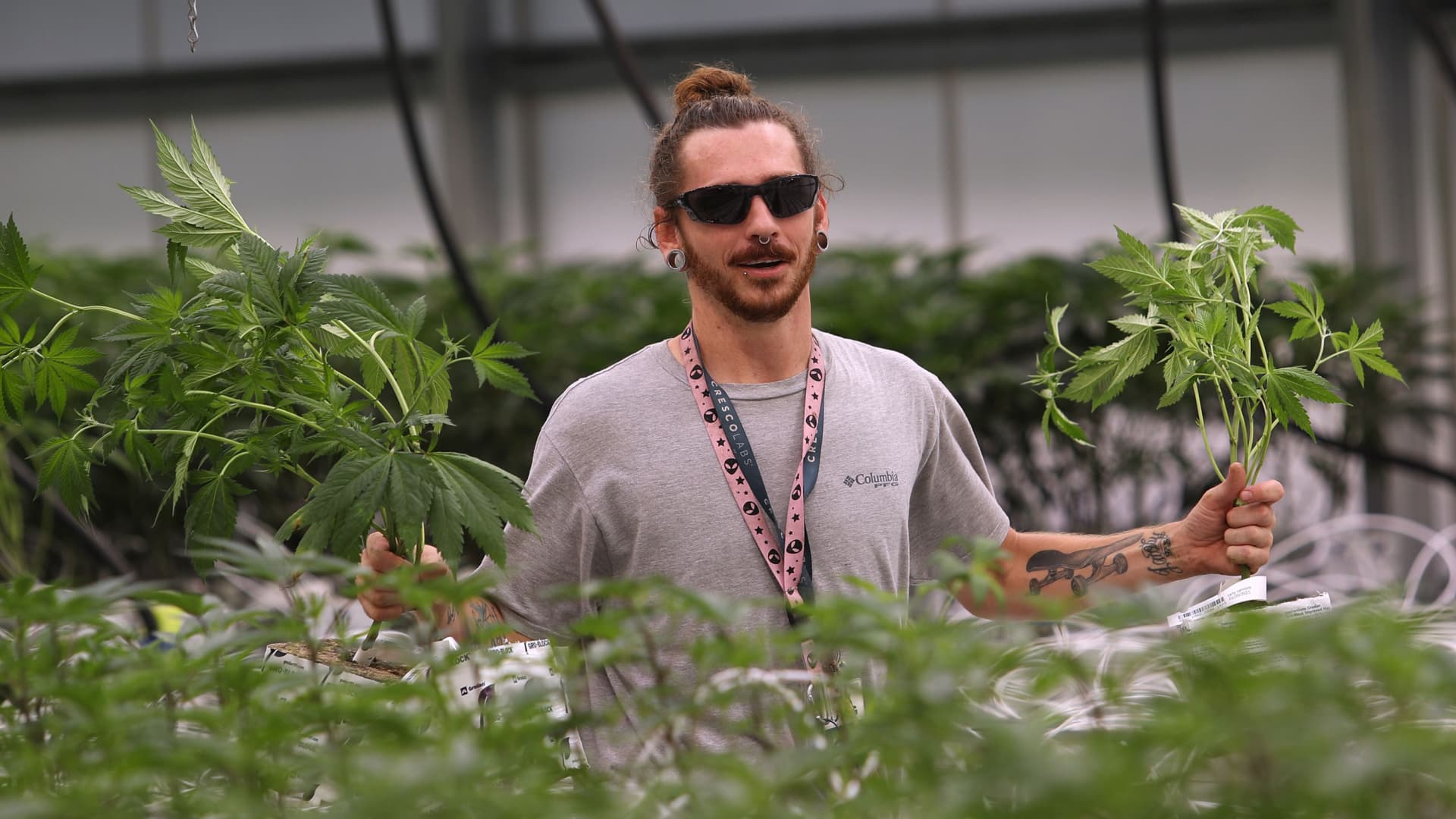 Jared Sadler harvests marijuana plants at a Cresco Labs cultivation facility in Indiantown, Florida.