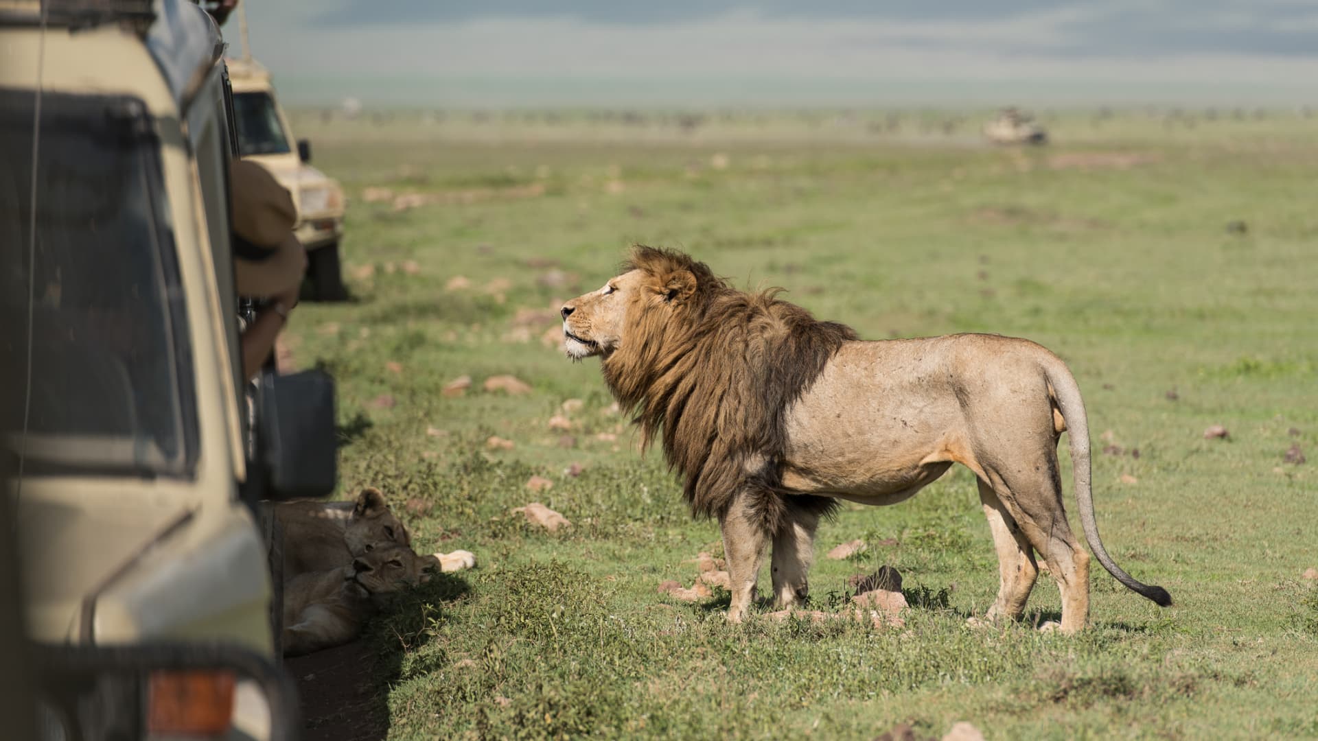 Photo of No, you can’t ride a lion on safari — why more companies are telling travelers ‘no’ these days