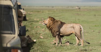 No, you can’t ride a lion — why more companies are saying ‘no’ to travelers