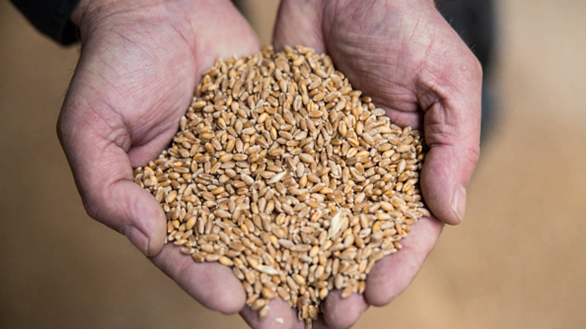 A worker handles wheat grain in a storage granary in Hungary, May 16, 2023.