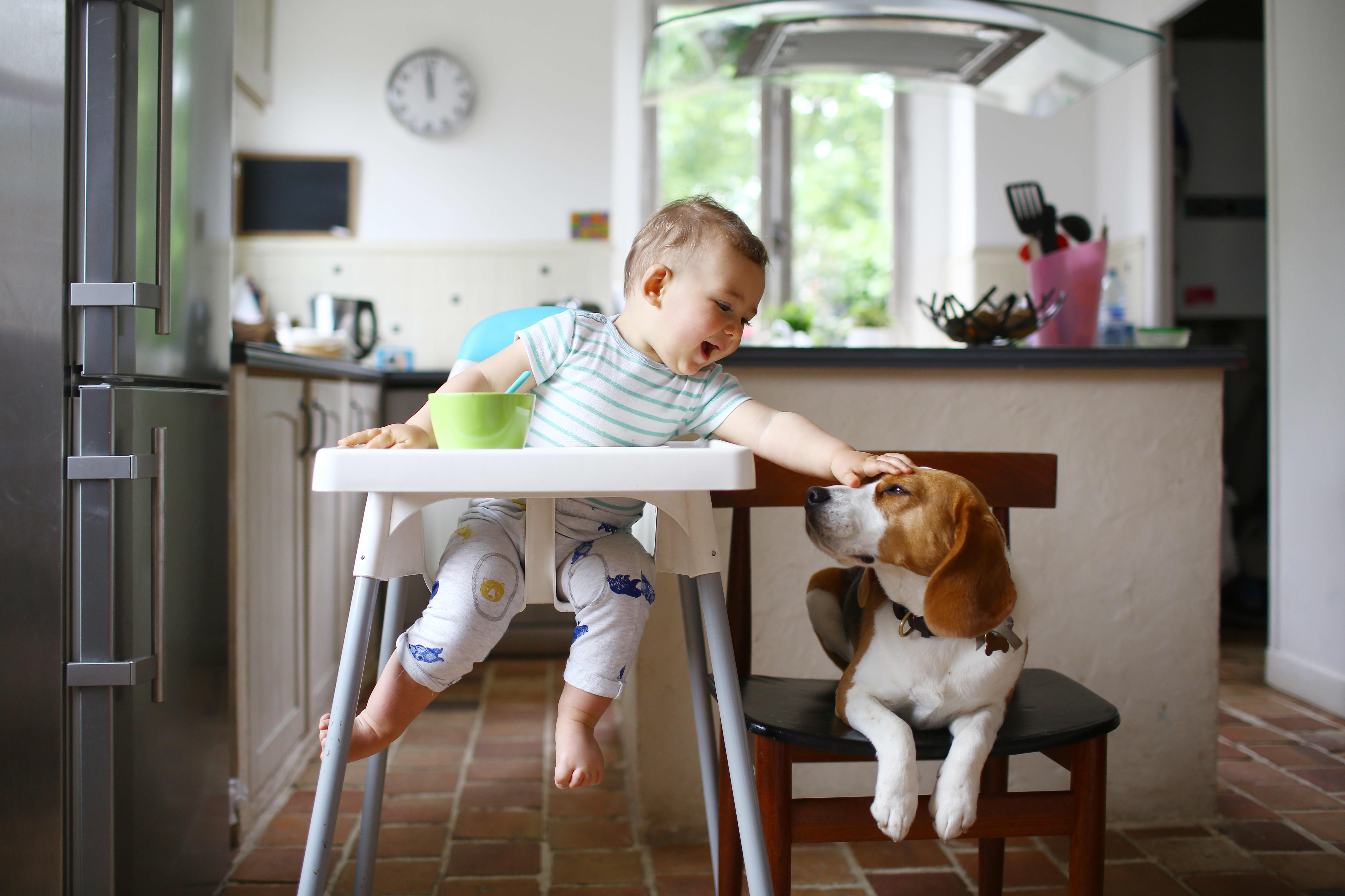 Evcil hayvanlarla yaşayan çocukların gıda alerjisi olma olasılığı daha düşük olabilir