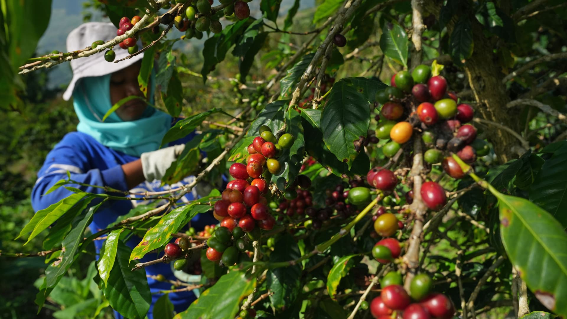 A farmer harvesting coffee cherries at a coffee plantation in Central Java, Indonesia, on May 25, 2023.