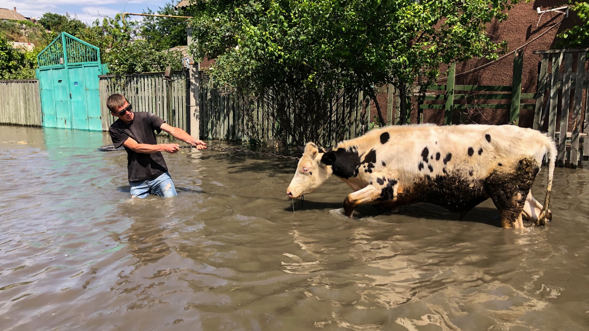 A man evacuates a cow, leading it through the street of a flooded Korabel Island microdistrict of Kherson on June 6, 2023.