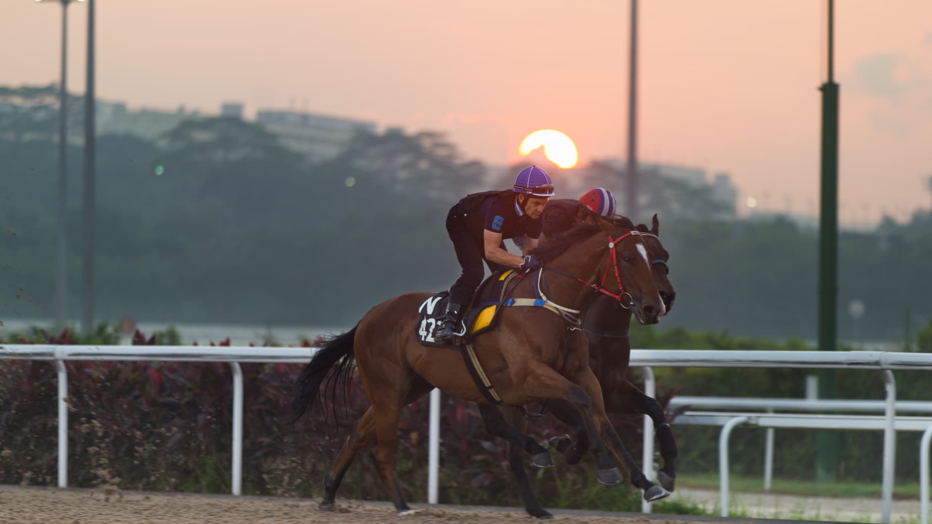 Horses being ridden by work riders during a Singapore Turf Club trackwork session on May 15, 2014 in Singapore.