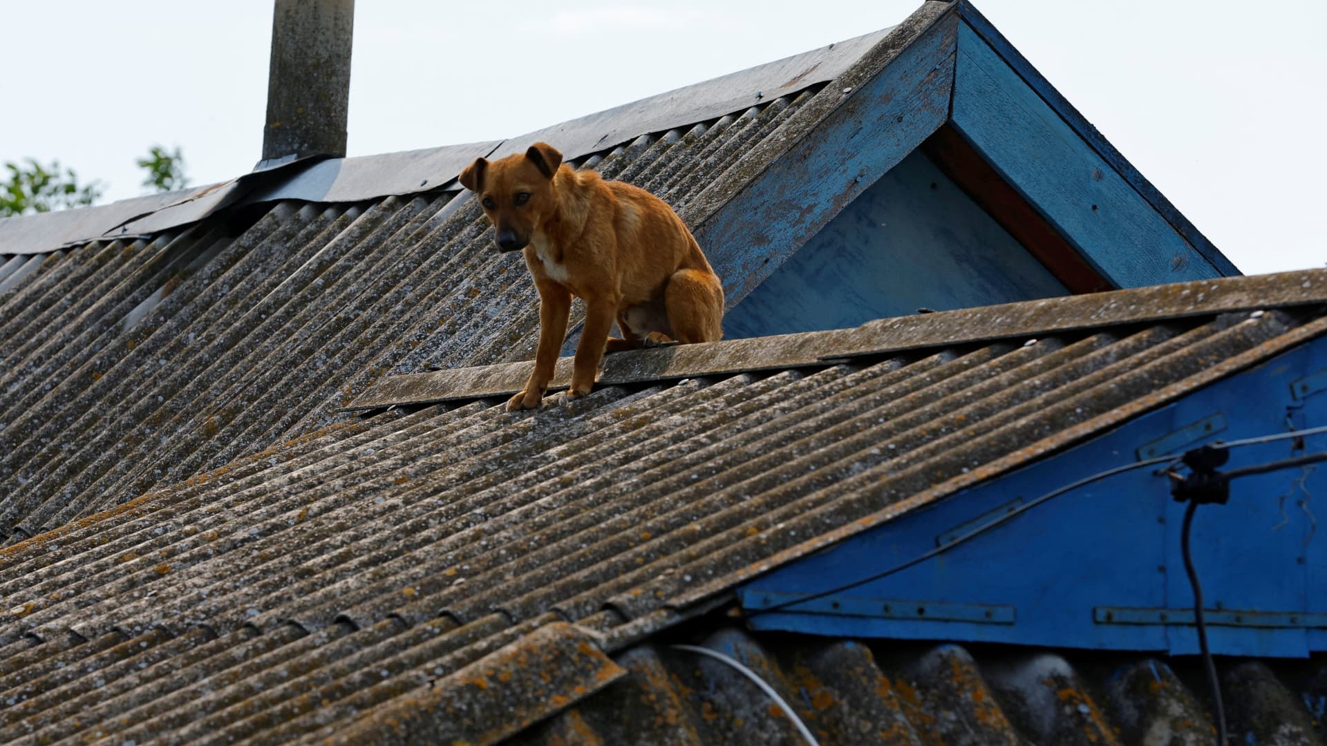 A dog sits on a roof in a flooded residential area following the collapse of the Nova Kakhovka dam in the course of Russia-Ukraine conflict, in the town of Hola Prystan in the Kherson region, Russian-controlled Ukraine, June 8, 2023. 