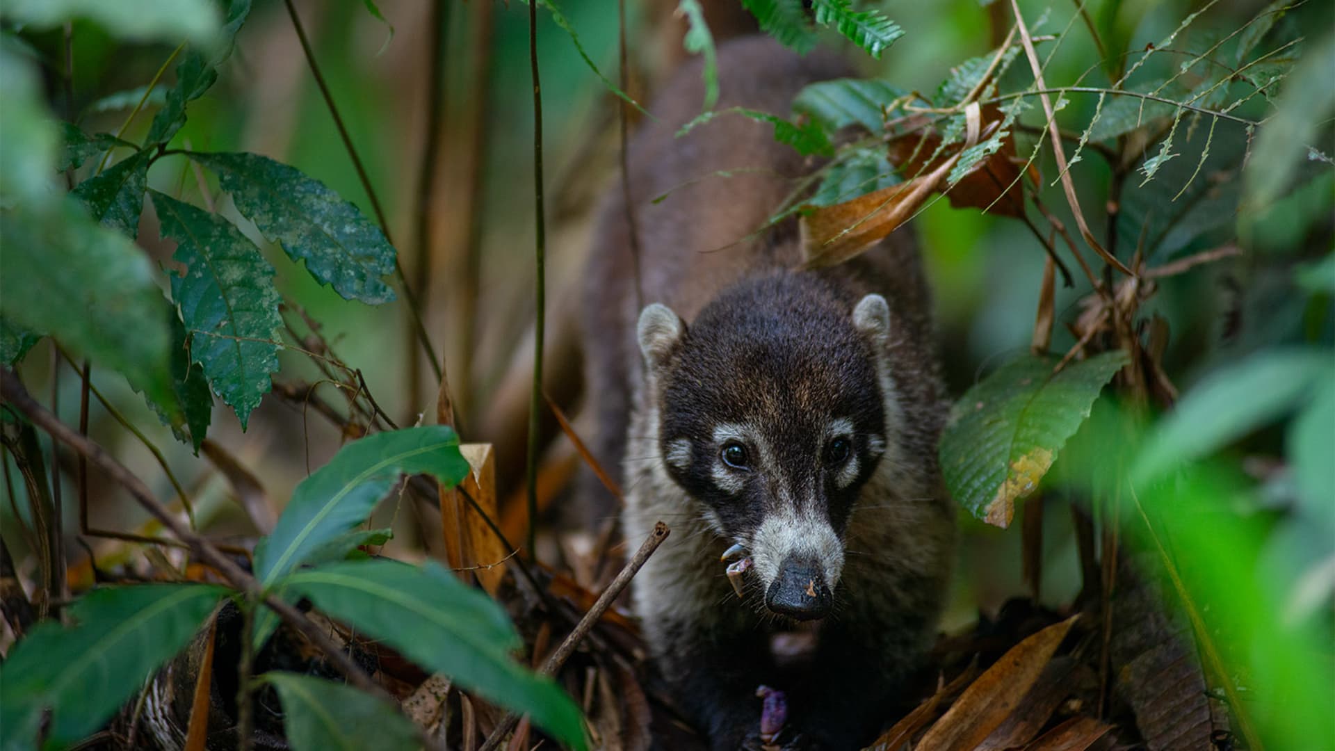 A coati photographed in the jungles of Costa Rica during an expedition cruise shore excursion.