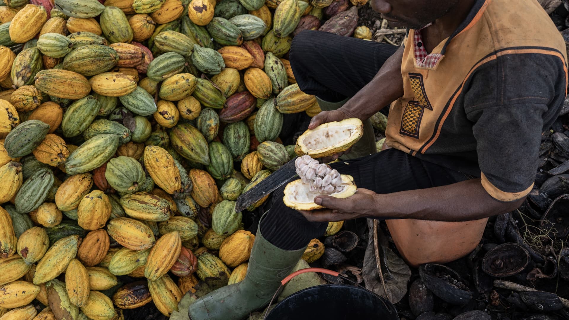 A farmer cutting a cocoa pod to collect the beans inside on a farm in Azaguie, Ivory Coast, on Friday, Nov. 18, 2022.