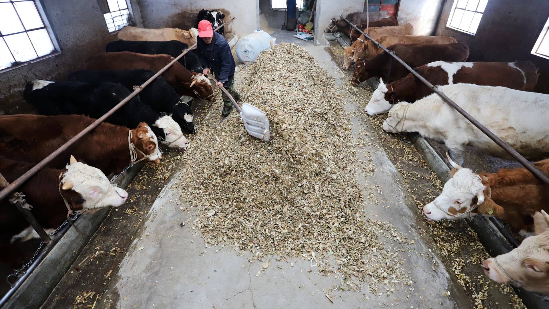 Cattle feeding at a cattle farm on December 13, 2020 in Pingliang, Gansu Province of China. Cattle feed is commonly made up of corn, wheat, rice and oats, amongst other grains, a lot of which saw large spikes in the middle of last year and remain notched at heightened levels.