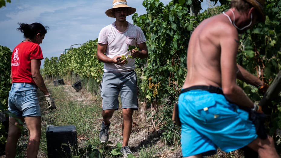 farmers pick Moscato grapes, which are used to make Moscato wine, during the harvest in the Langhe countryside in Castiglione Tinella, near Cuneo, northwestern Italy on August 26, 2022. - The harvest began three weeks early due to the drought and heatwave conditions with temperatures around 40 degrees Celsius, the country's agri-food agency Coldiretti is anticipating a 10 percent fall in production volume. (Photo by MARCO BERTORELLO / AFP) (Photo by MARCO BERTORELLO/AFP via Getty Images)