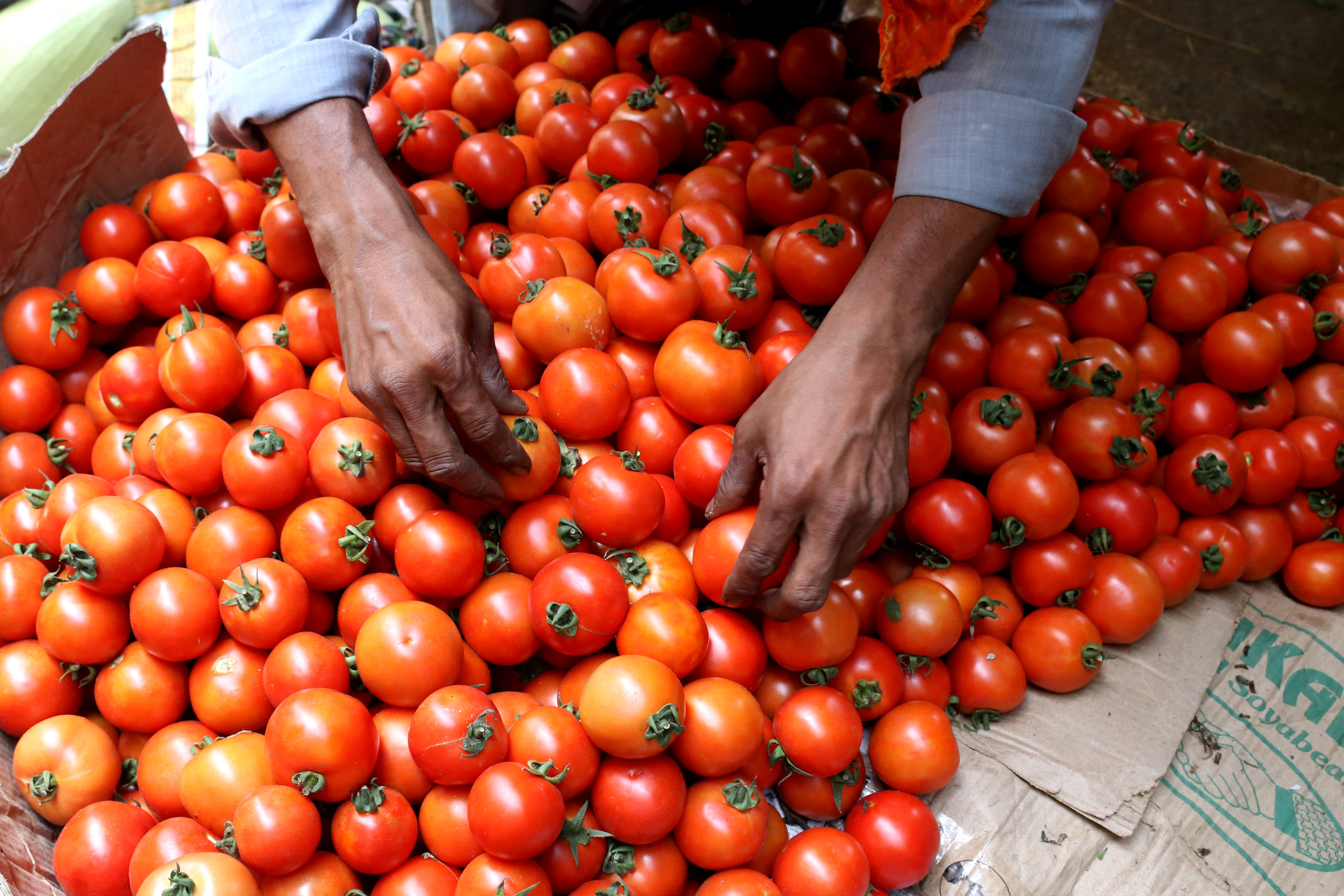 De tomatenprijzen in India zijn met meer dan 300% gestegen, wat leidt tot dieven en onrust