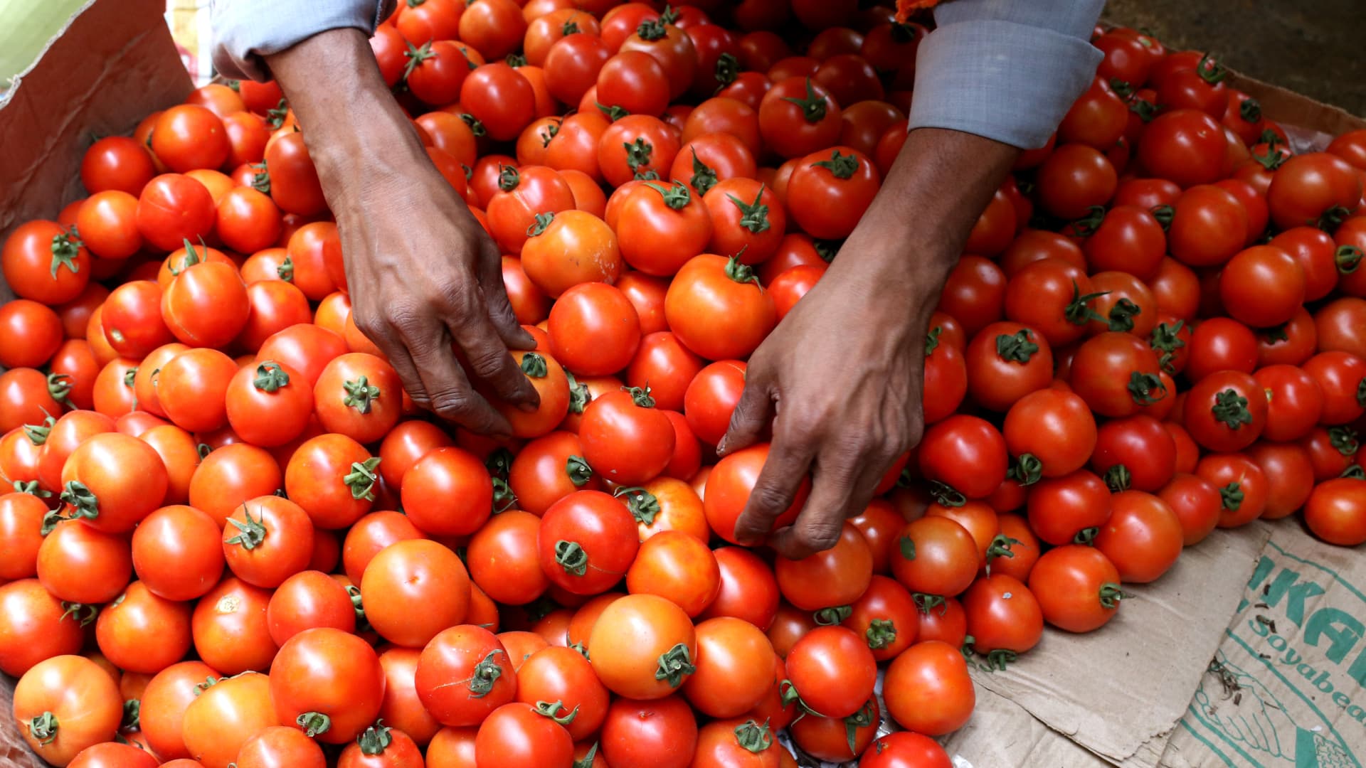 Photo of India’s tomato prices surge over 300%, sparking theft and turmoil