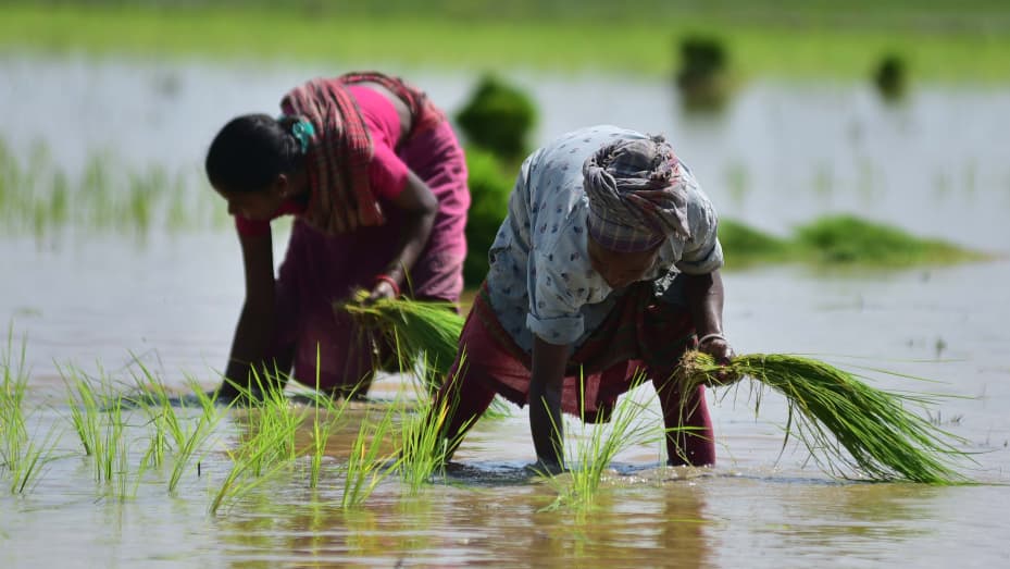 Mujeres plantando plántulas de arroz en un campo de arroz en el distrito de Nagaon del estado de Assam, en el noreste de India, el 5 de julio de 2023. (Foto de Str/Xinhua a través de Getty Images)