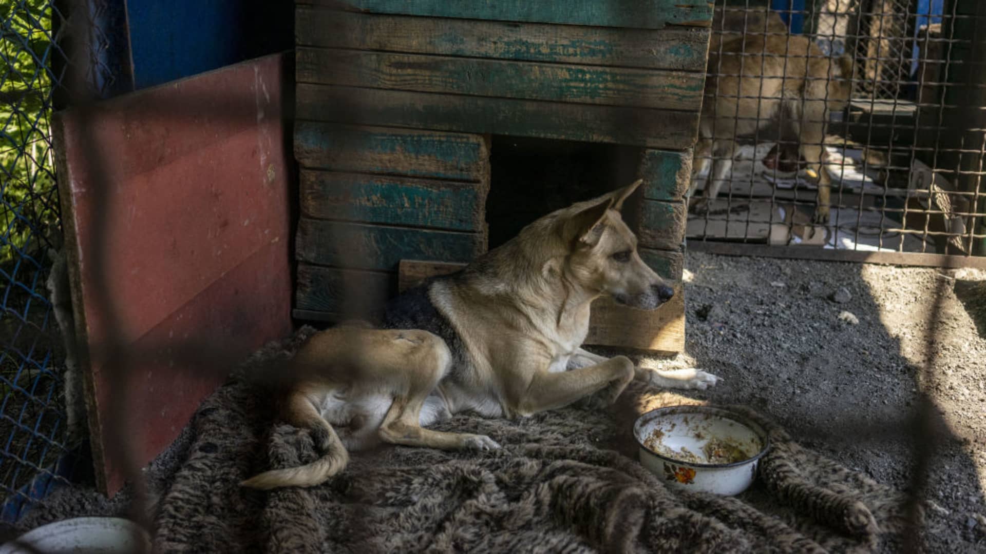 KRAMATORSK, UKRAINE - JULY 25: A dog brought from Bakhmut sits in his cage at the shelter of 'Society for the Protection of Animals Charitable Foundation' in Kramatorsk, Ukraine on July 26, 2023. In the shelter there are currently 30 dogs and 15 cats all of them rescued from the eastern battle front of Ukraine like Bakhmut, New York, Kostyantynivka, and Chasiv Yar. The organization have been working in Kramatorsk since 2010. The organization relies heavily on donations for food, accommodation and veterinary expenses. (Photo by Jose Colon/Anadolu Agency via Getty Images)