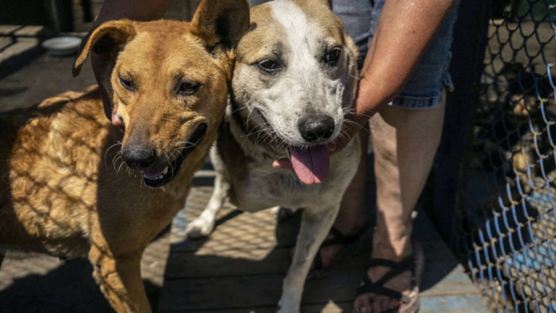 Two dogs with one of their front legs amputated because of shrapnel hit brought from Bakhmut are seen at the shelter of 'Society for the Protection of Animals Charitable Foundation' in Kramatorsk, Ukraine on July 26, 2023. 