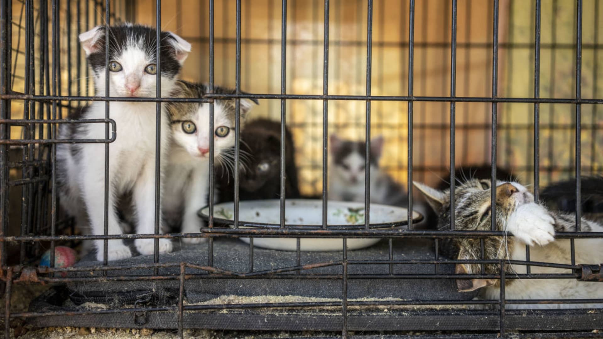 Kittens are seen at the shelter of 'Society for the Protection of Animals Charitable Foundation' in Kramatorsk, Ukraine on July 26, 2023. 