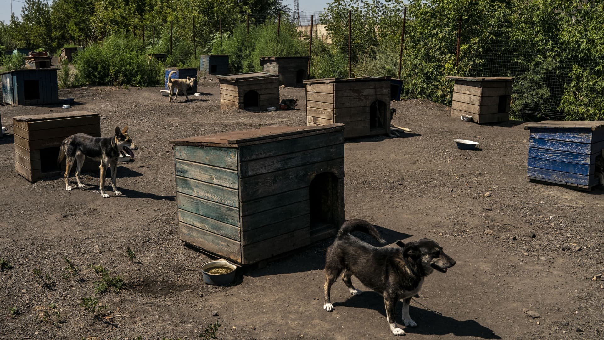 Dogs brought from the eastern battle front of Ukraine are seen in front of kennels at the shelter of 'Society for the Protection of Animals Charitable Foundation' in Kramatorsk, Ukraine on July 25, 2023. 