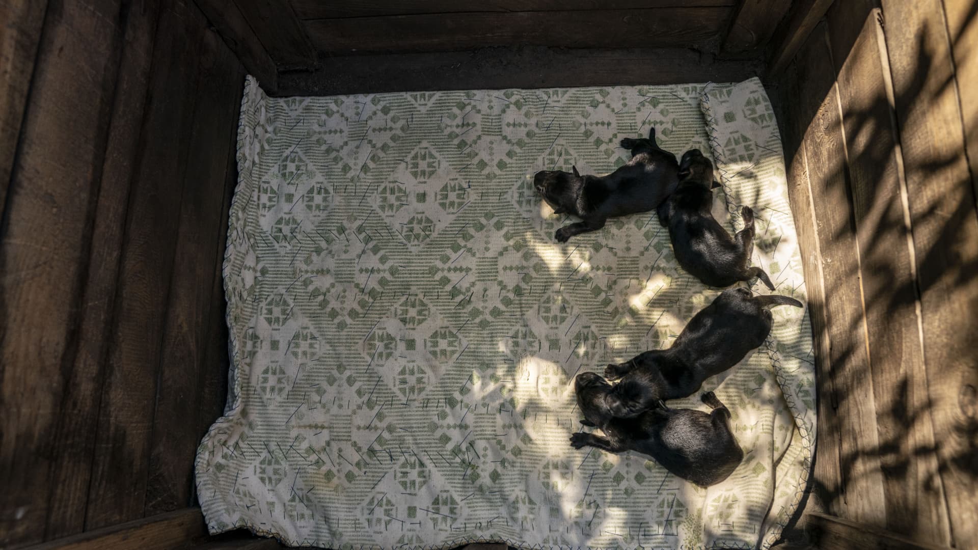 Newborn puppies sleep in a shelter funded by Society for the Protection of Animals Charitable Foundation in Kramatorsk, Ukraine on July 24, 2023. 