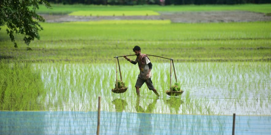 Why the global rice shortage may be 'artificial'