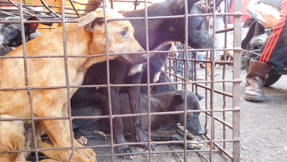 Indonesia has a huge pet-loving community, said Webber, which includes the dog meat traders. "Every trader has a pet, at least one pet dog."